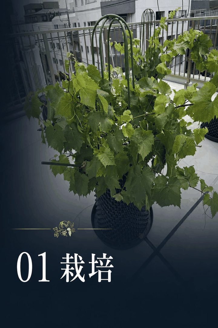 MaeVino の説明会案内ページに「01 栽培」として掲載された画像。建物の屋上で、黒い鉢に植えられたぶどうの木が支柱に沿って葉を広げている