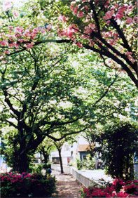 樹木のトンネルの下を抜ける細い歩道。低いコンクリートの縁に沿って、濃いピンクのサツキの植え込みと淡いピンクの花をつけた枝が張り出している