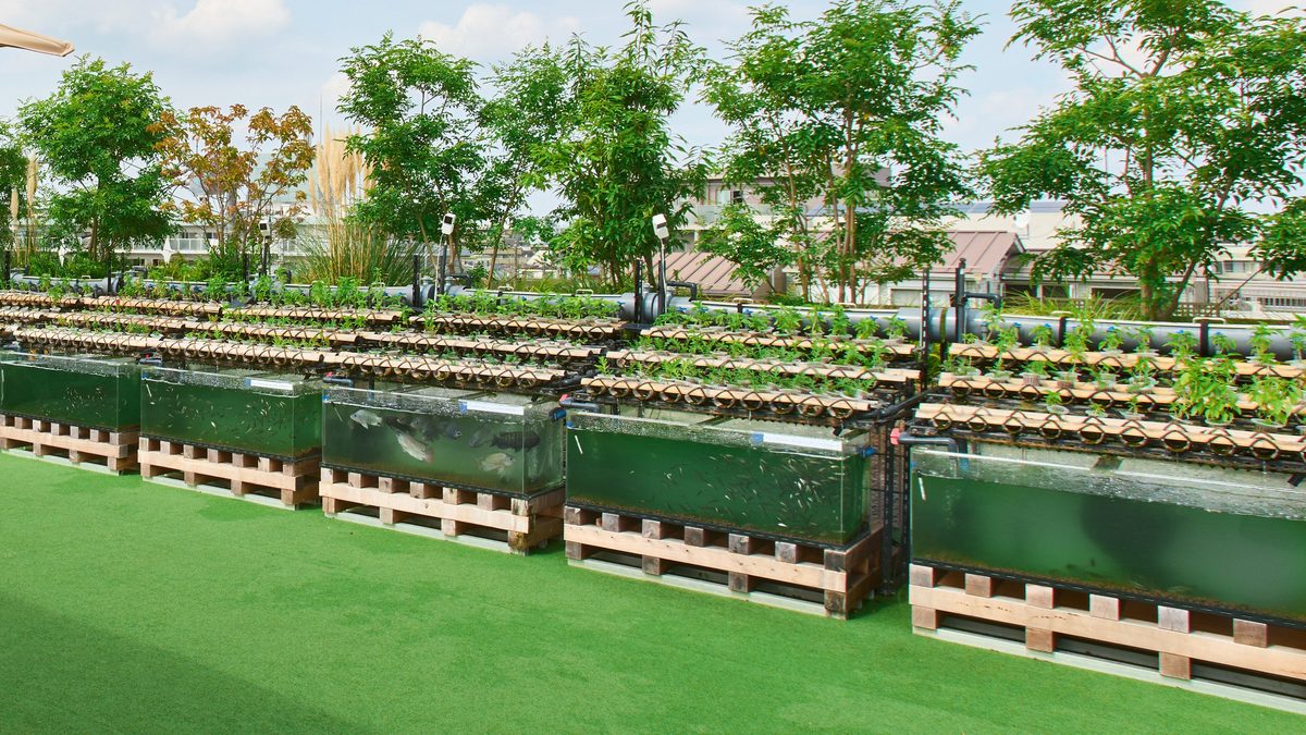水槽の上に緑の植物が並ぶ AGRIKO FARM のアクアポニックス設備