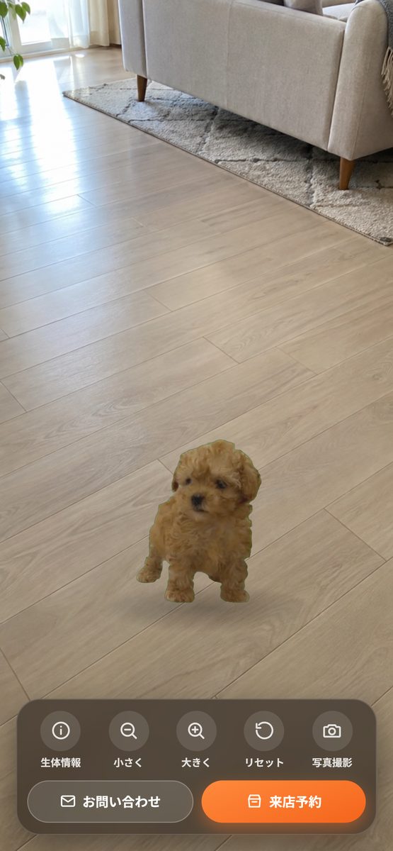 フローリングの部屋にトイプードルらしき仔犬が立って見えるスマートフォン画面